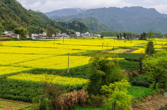 柯村油菜花