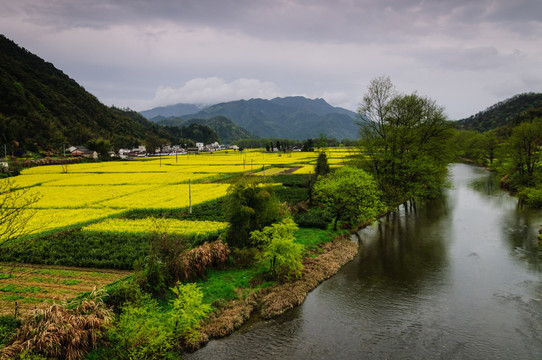 柯村油菜花