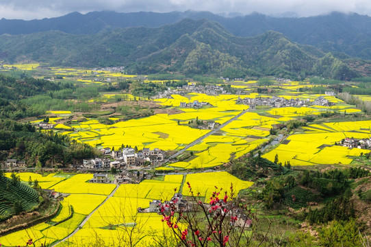 柯村油菜花