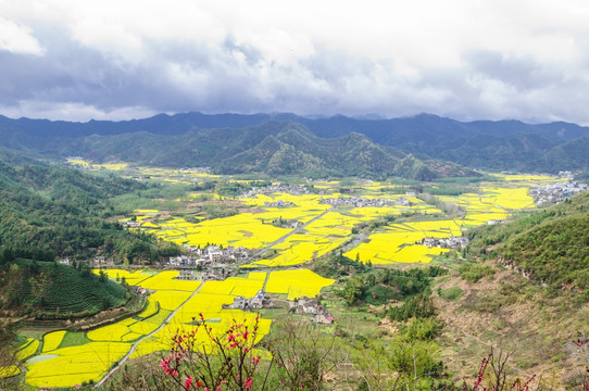 柯村油菜花