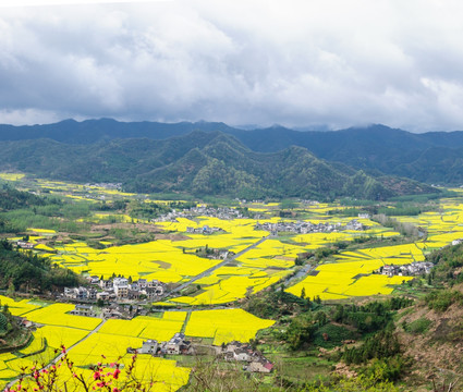 柯村油菜花