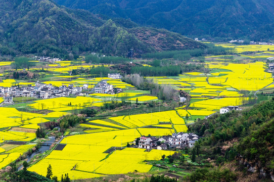 柯村油菜花