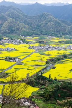 柯村油菜花