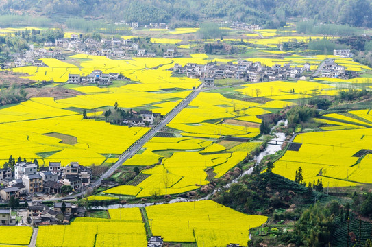 柯村油菜花