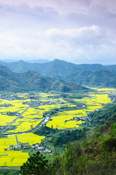 柯村油菜花