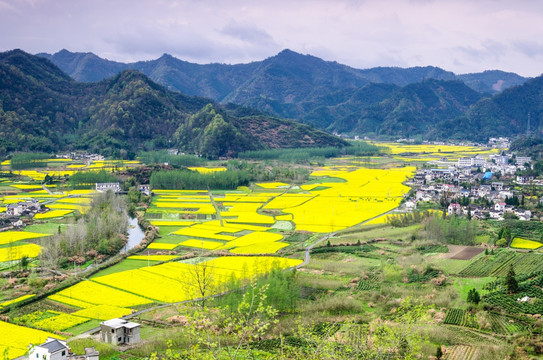 柯村油菜花