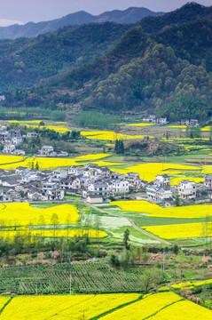 柯村油菜花