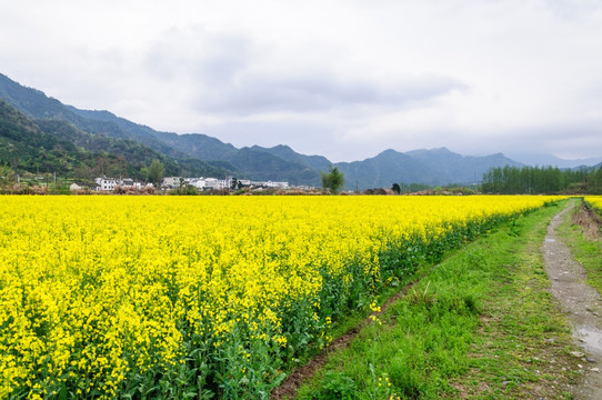 柯村油菜花