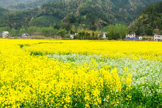 柯村油菜花