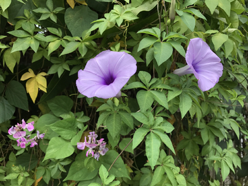 高清牵牛花植物墙