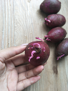 发芽的紫薯