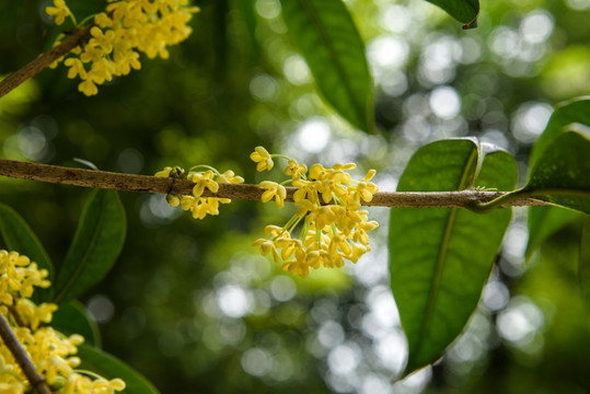 桂花