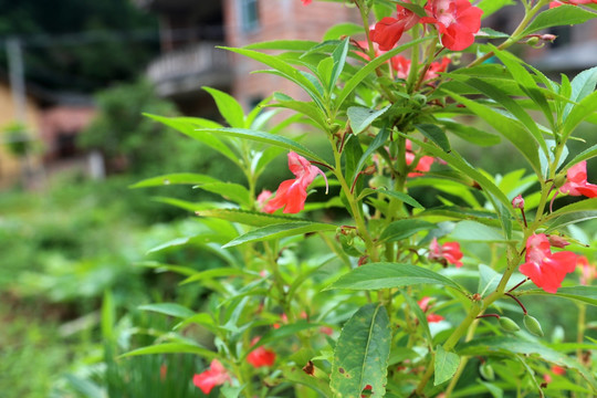 植被花卉