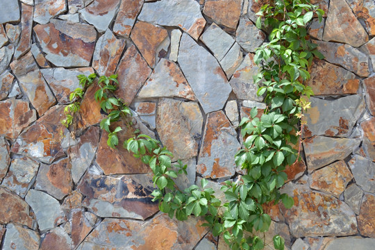 石头植物墙