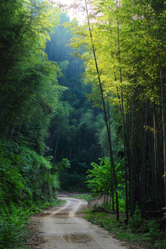 竹林小路