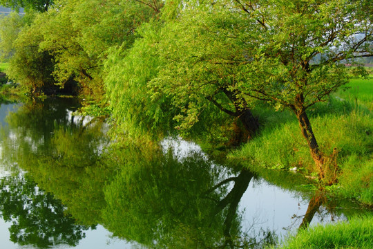 小河边柳树