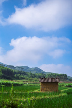 稻田边上的小屋