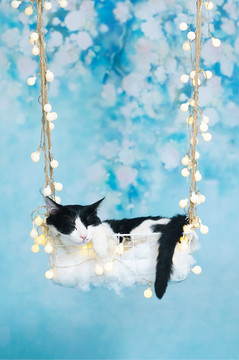 猫