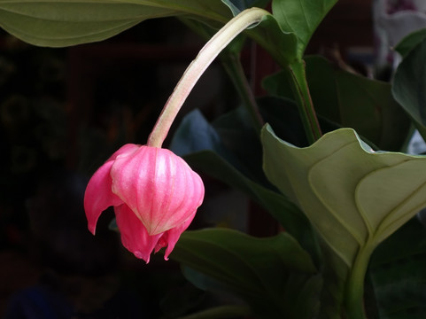 宝莲灯花