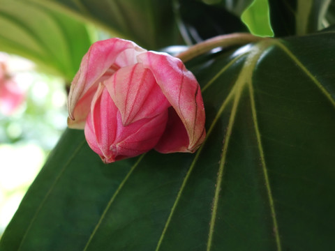 宝莲灯花