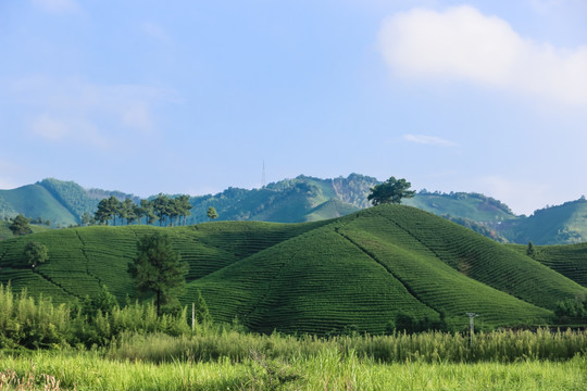 浙江安吉白茶茶园茶山