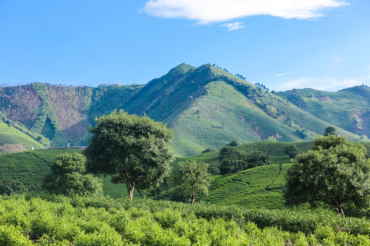 安吉白茶茶叶园茶山