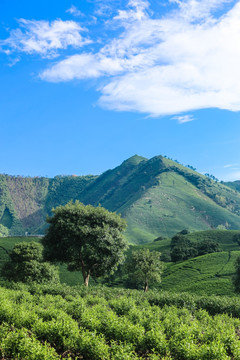 安吉白茶茶叶园茶山