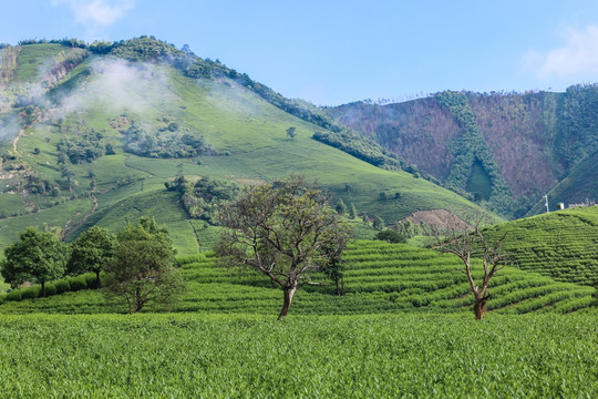 安吉白茶茶叶园茶山