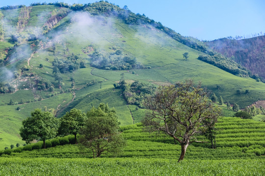 浙江安吉白茶茶园茶山