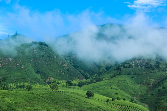 浙江安吉白茶茶园茶山