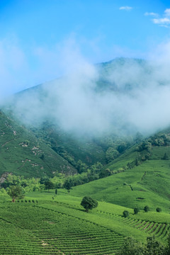 浙江安吉白茶茶园茶山