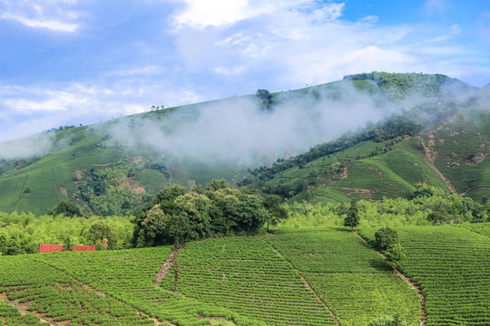 浙江安吉白茶茶园茶山