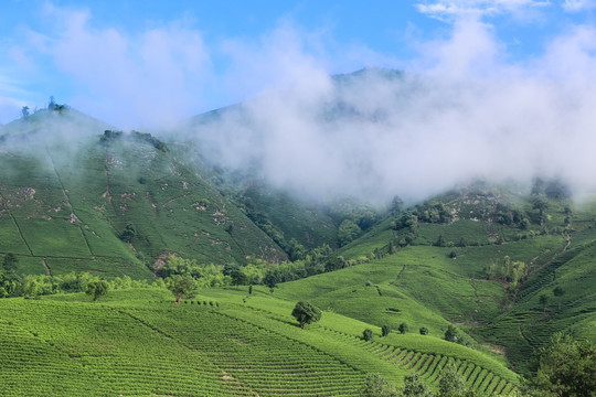 浙江安吉白茶茶园茶山