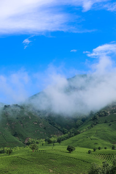 浙江安吉白茶茶园茶山