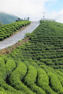 浙江安吉白茶茶园茶山