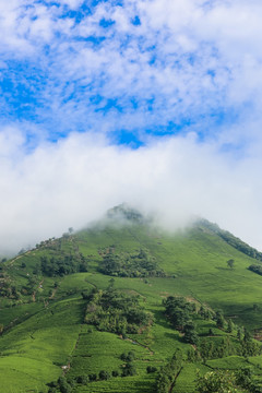 浙江安吉白茶茶园茶山