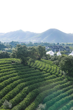 浙江安吉白茶茶园茶山