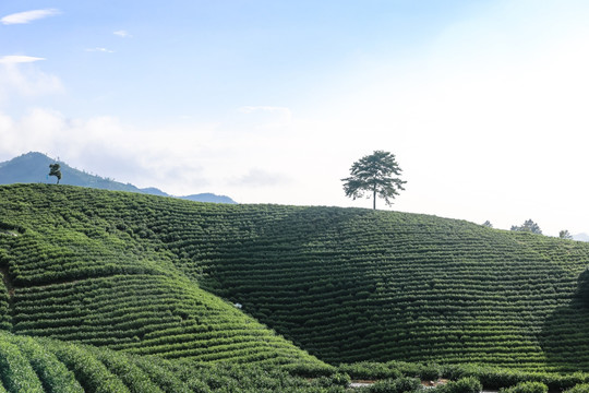 浙江安吉 白茶 茶园 茶山 茶