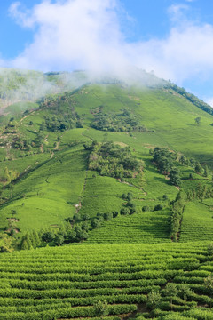 浙江安吉 白茶 茶园 茶山 茶