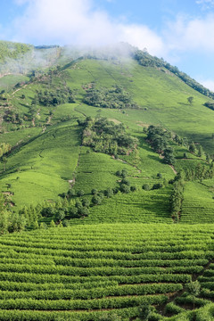 浙江安吉白茶茶园茶山