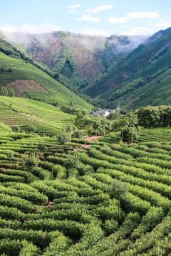 浙江安吉白茶茶园茶山