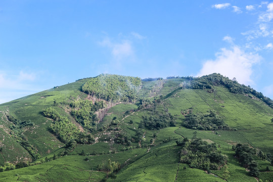 浙江安吉白茶茶园茶山