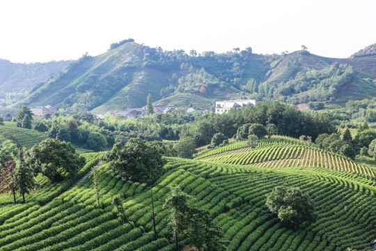 浙江安吉白茶茶园茶山