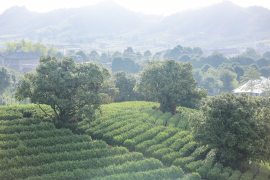 浙江安吉白茶茶园茶山