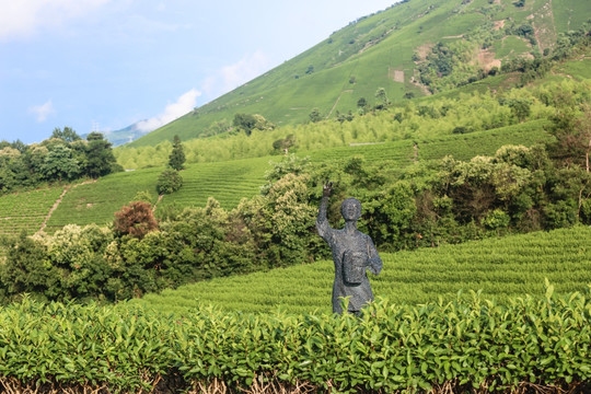 浙江安吉白茶茶园茶山