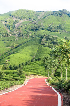 浙江安吉白茶茶园茶山