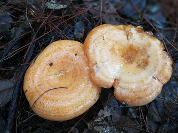 蘑菇 松菌菇