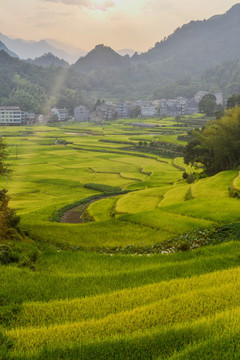 田野