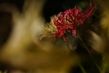 彼岸花