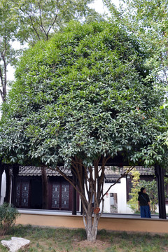 桂花树